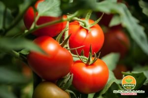 Cà chua chứa nhiều chất dinh dưỡng 